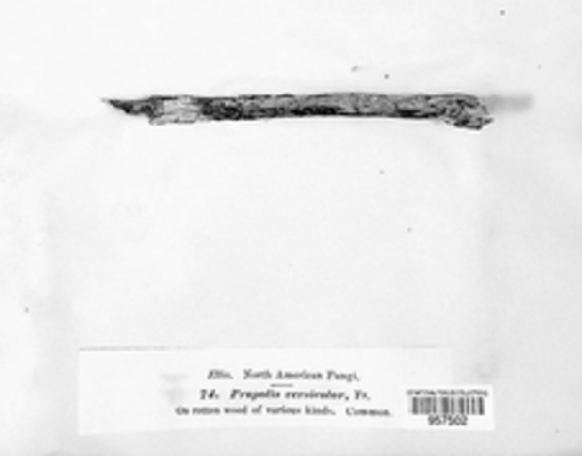 Propolis versicolor image